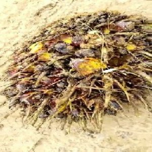 defect_test (118).jpg