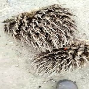 defect_test (145).jpg