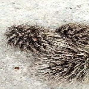 defect_test (148).jpg