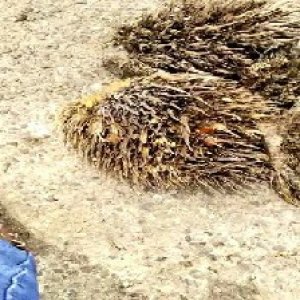 defect_test (159).jpg