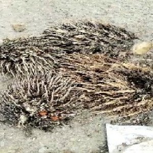 defect_test (176).jpg