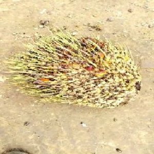 defect_test (186).jpg