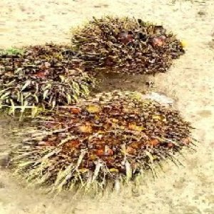 defect_test (204).jpg