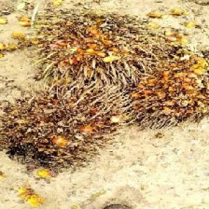 overripe_test (103).jpg