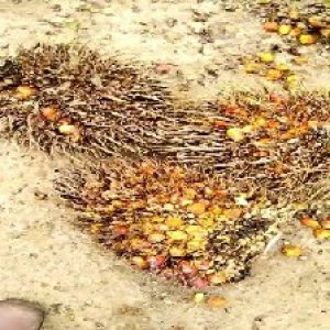 overripe_test (104).jpg