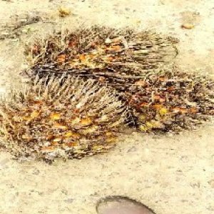 overripe_test (105).jpg