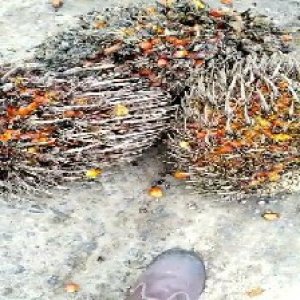 overripe_test (108).jpg