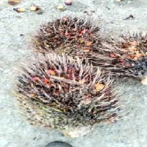 overripe_test (116).jpg