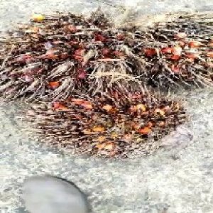 overripe_test (117).jpg