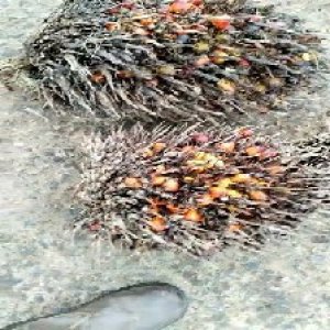 overripe_test (119).jpg