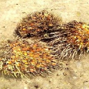 overripe_test (123).jpg