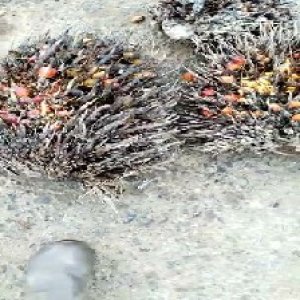 overripe_test (126).jpg