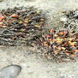 overripe_test (127).jpg