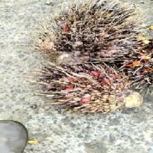 overripe_test (128).jpg