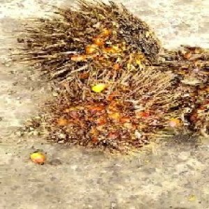 overripe_test (130).jpg