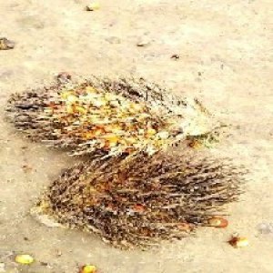 overripe_test (133).jpg