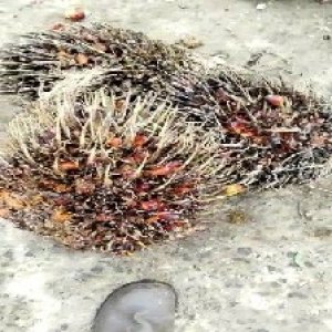 overripe_test (134).jpg