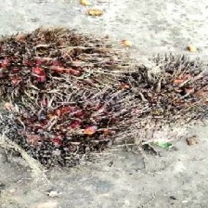 overripe_test (135).jpg