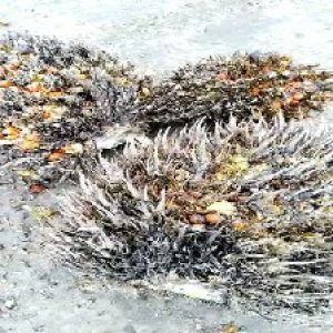 overripe_test (137).jpg