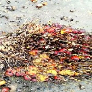 overripe_test (14).jpg