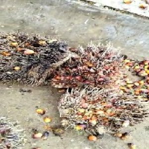 overripe_test (140).jpg