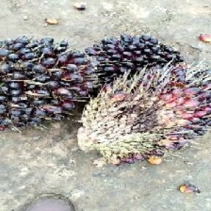 underripe_test (100).jpg