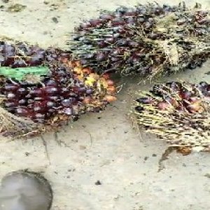 underripe_test (106).jpg