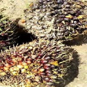 underripe_test (114).jpg