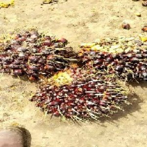 underripe_test (117).jpg