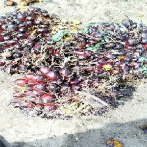 underripe_test (118).jpg