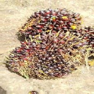 underripe_test (120).jpg