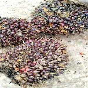 underripe_test (123).jpg