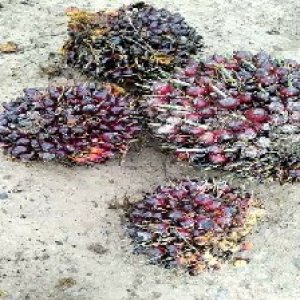 underripe_test (126).jpg