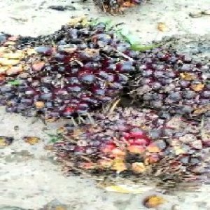 underripe_test (129).jpg