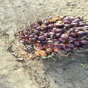 underripe_test (13).jpg