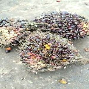 underripe_test (143).jpg