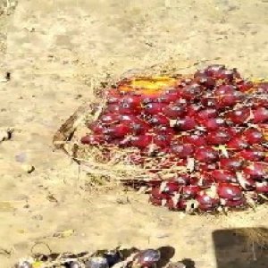 underripe_test (6).jpg