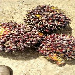 underripe_test (88).jpg