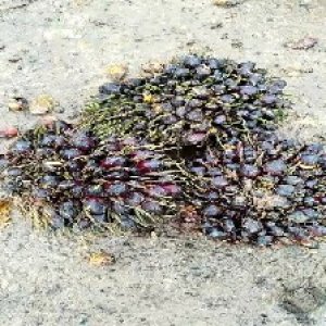 unripe_test (108).jpg