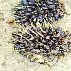 unripe_test (114).jpg