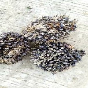 unripe_test (123).jpg