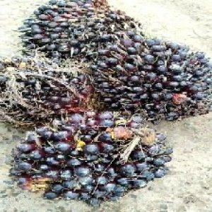 unripe_test (127).jpg