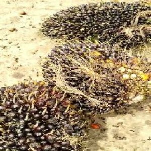 unripe_test (128).jpg