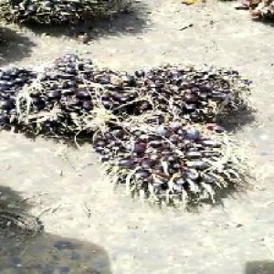 unripe_test (131).jpg