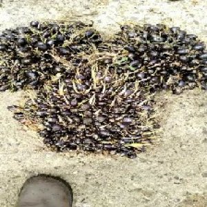 unripe_test (134).jpg