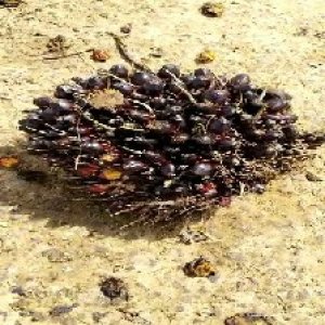 unripe_test (136).jpg