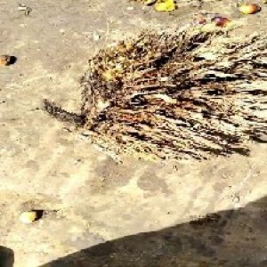 defect_train (1002).jpg