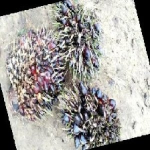 defect_train (1019).jpg