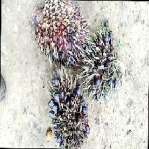 defect_train (1021).jpg