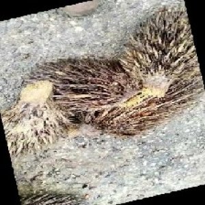 defect_train (1031).jpg